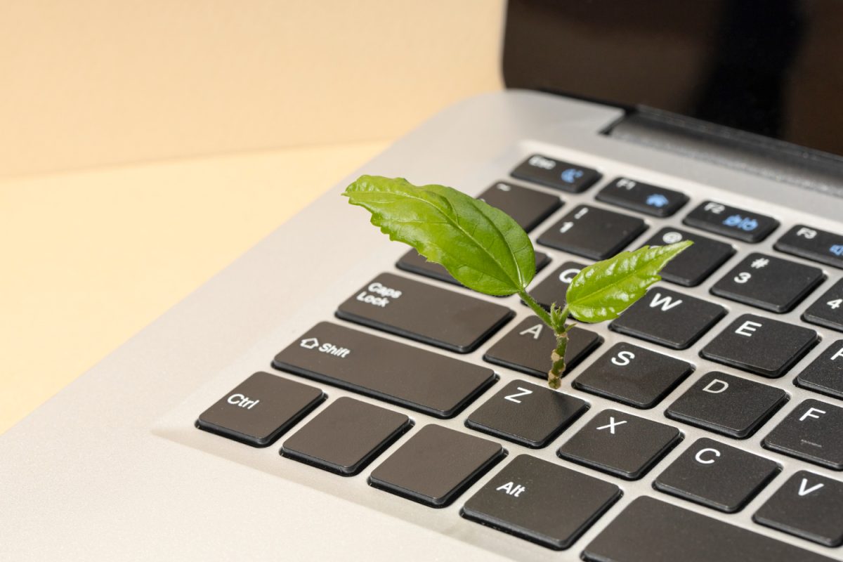 zoom sur clavier irdinateur portable. Au milieu pousse une branche de plante verte