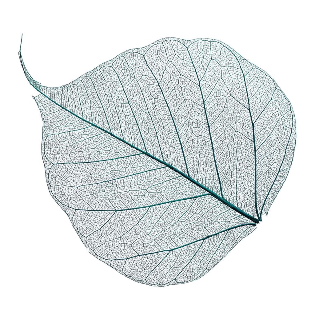 feuille complète en macro sur fond transparent. Couleur vert-bleue