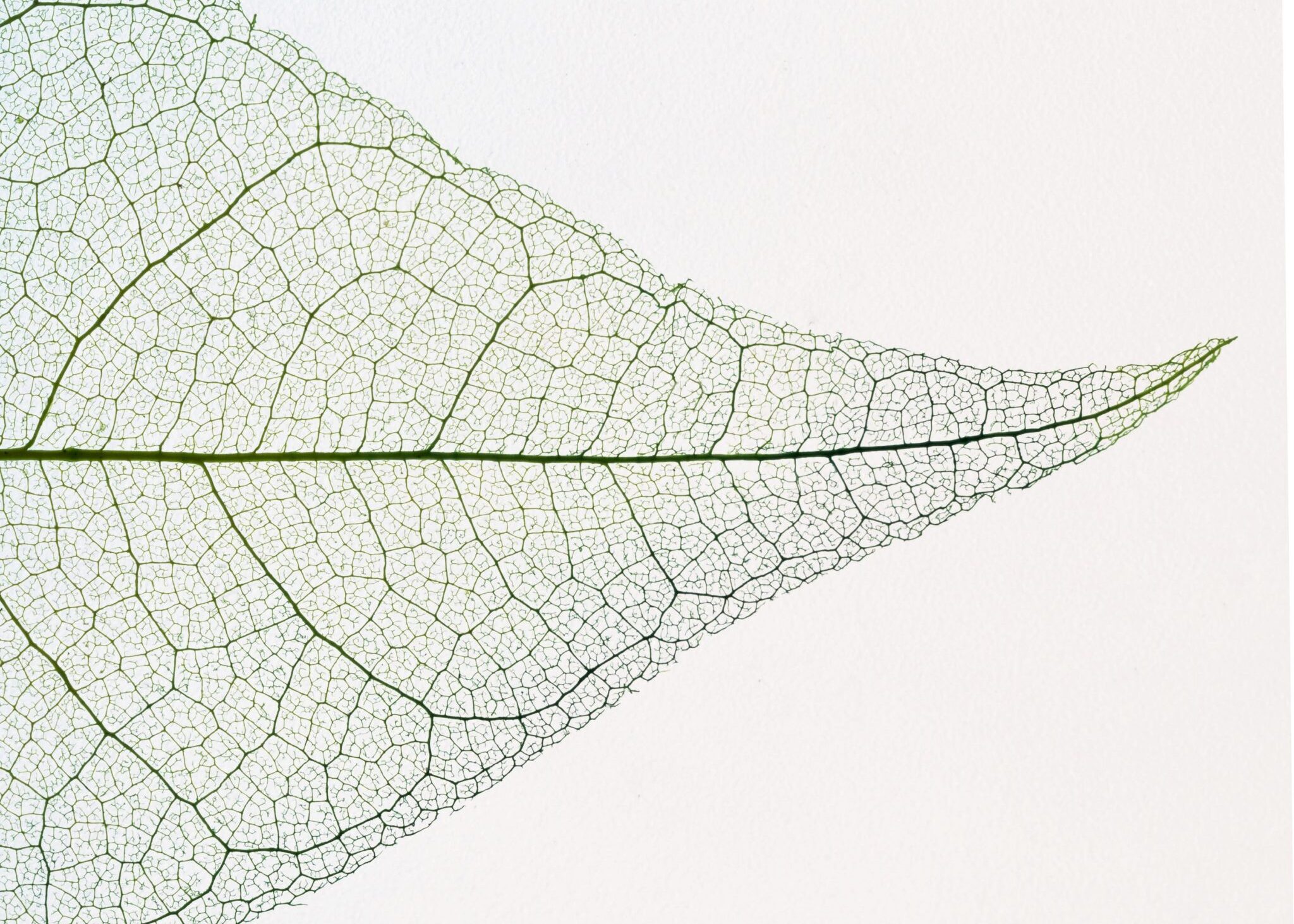 Demi feuille complète en macro sur fond transparent. Couleur vert