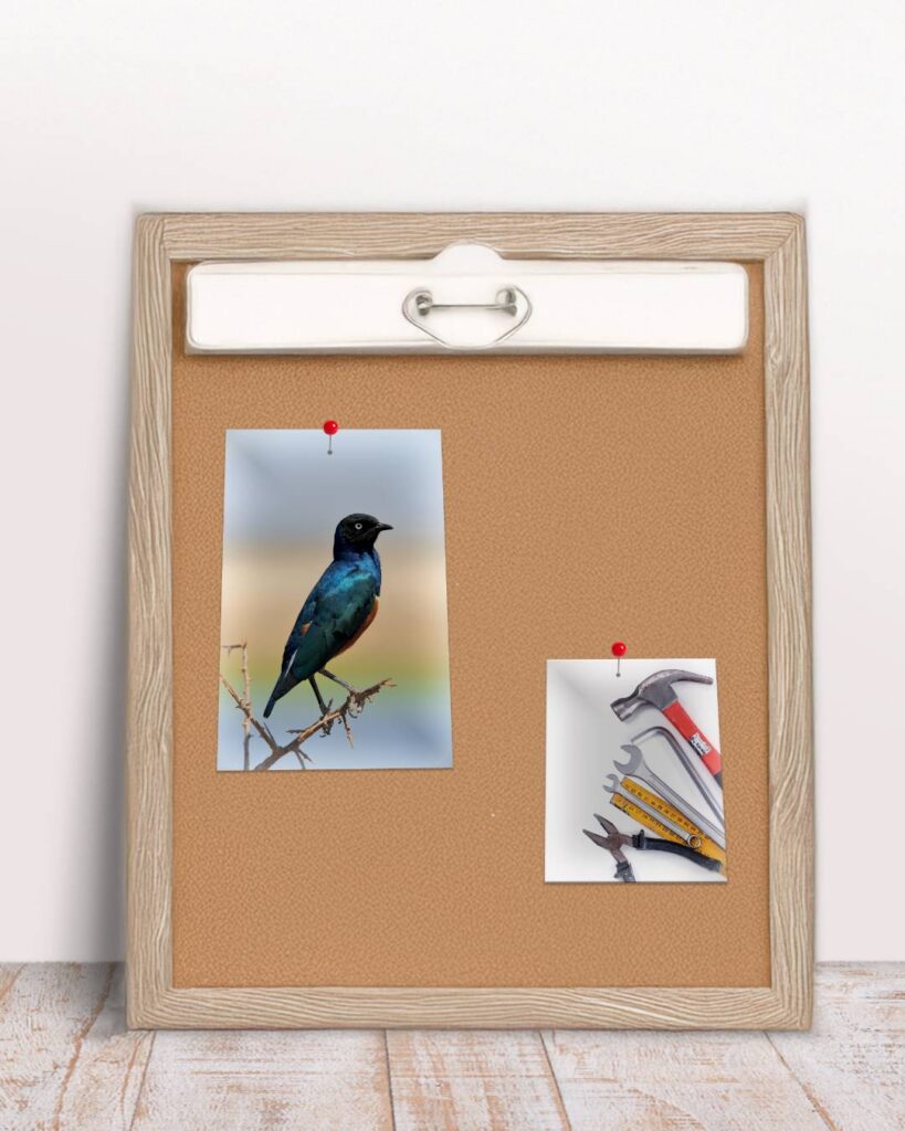 Photographie de base pour photomontages surréalistes d’animaux fusionnés avec des objets du quotidien