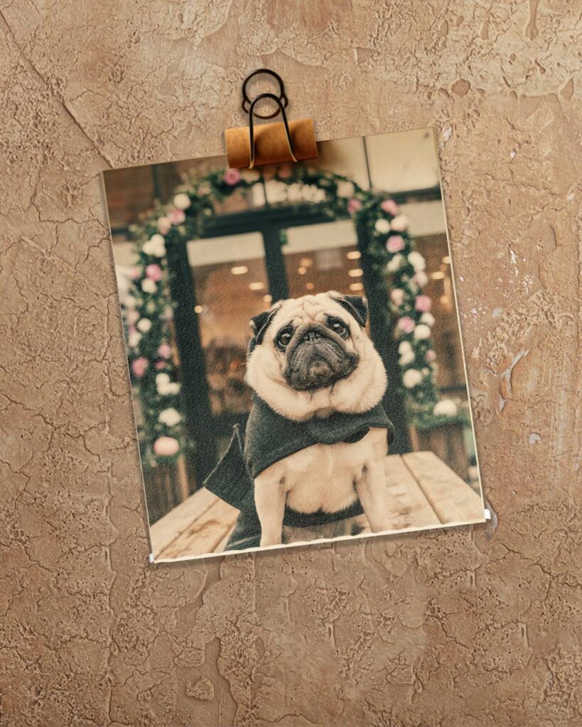 Photographie d'un chien pour photomontage intégrant la tête d’un chien dans un tableau historique, avec textures et détails respectant le style original pour un rendu harmonieux et ludique.