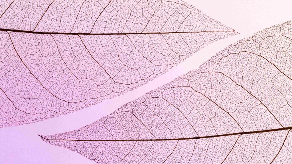 Deux feuilles en macro dans les tons rosés