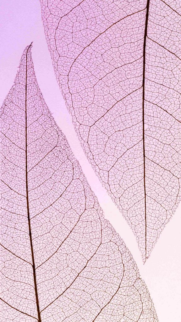 Deux feuilles en macro dans les tons rosés