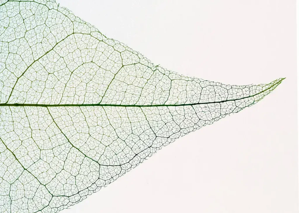 Demi feuille complète en macro sur fond transparent. Couleur vert