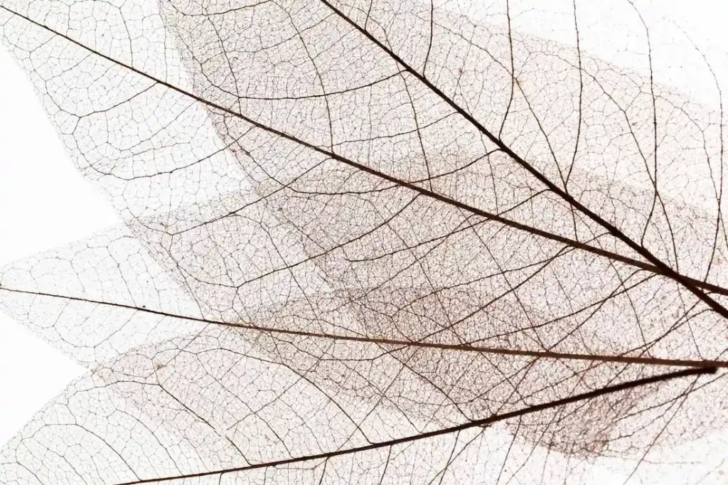 Trois feuilles en macro dans les tons marrons