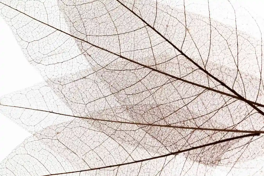 Trois feuilles en macro dans les tons marrons