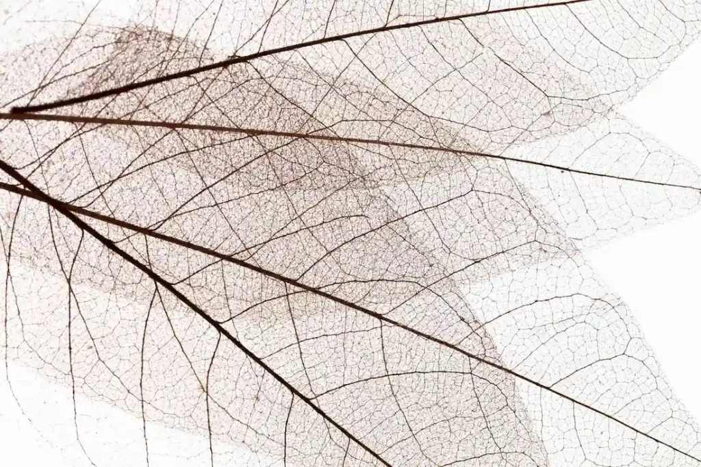 en macro dans les tons marrons