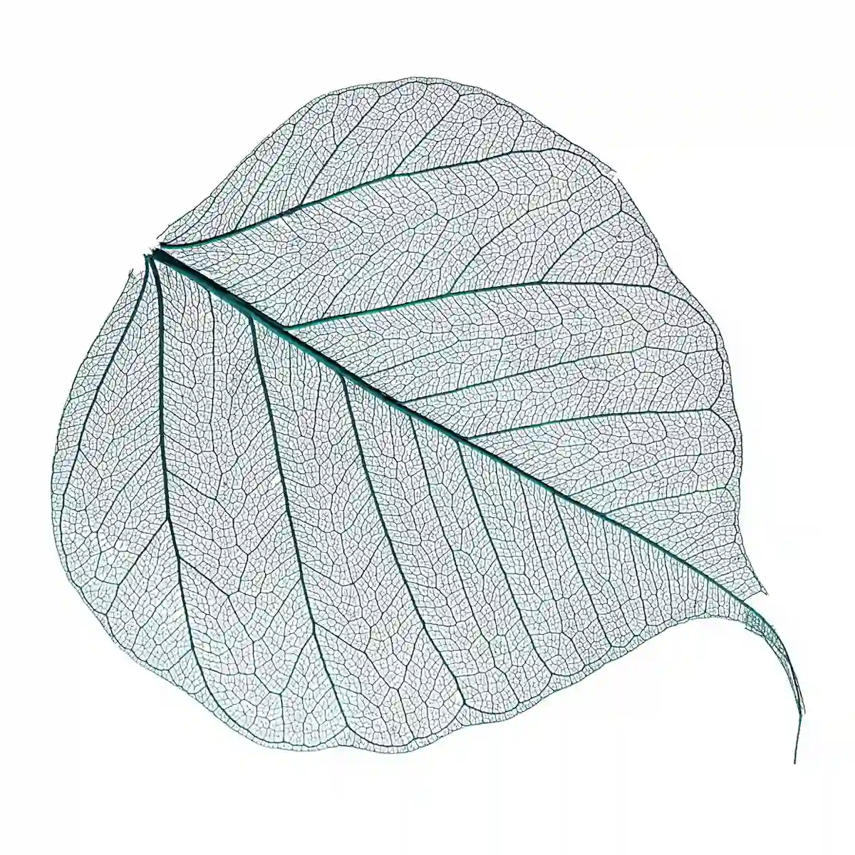 Feuille en macro sur fond transparent. Couleur vert